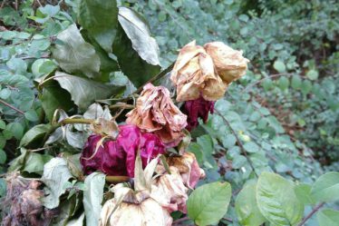 Bild weggeworfener Rosen in einem Gebüsch