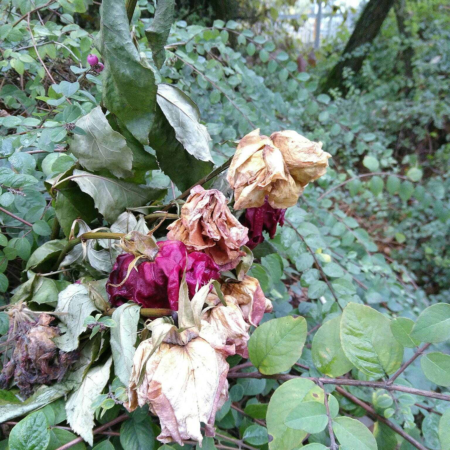 Bild weggeworfener Rosen in einem Gebüsch